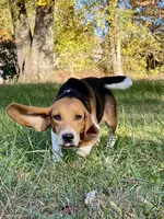 Jax AKC, a male Beagle for sale in Portland, TN – Photo 5 of 8