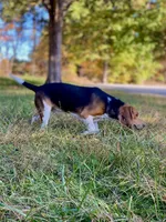 Jax AKC, a male Beagle for sale in Portland, TN – Photo 2 of 8
