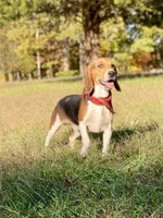 Jax AKC, a male Beagle for sale in Portland, TN – Photo 6 of 8