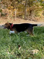 Jax AKC, a male Beagle for sale in Portland, TN – Photo 7 of 8