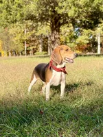 Jax AKC, a male Beagle for sale in Portland, TN – Photo 8 of 8