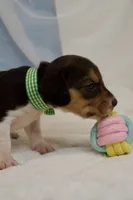 Loretta AKC, a female Beagle for sale in Portland, TN – 2 of 4