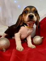 AKC Zara, a female Beagle for sale in Portland, TN – Photo 6 of 10
