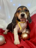 AKC Zara, a female Beagle for sale in Portland, TN – Photo 1 of 10