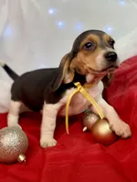 AKC Zara, a female Beagle for sale in Portland, TN – Photo 3 of 10