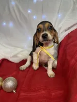 AKC Zara, a female Beagle for sale in Portland, TN – Photo 5 of 10