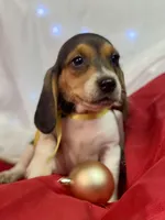 AKC Zara, a female Beagle for sale in Portland, TN – Photo 2 of 10