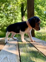 Tanya AKC, a female Beagle for sale in Portland, TN – 7 of 10