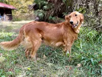 AKC Gemma, a female Golden Retriever for sale in Portland, TN – Photo 6 of 7