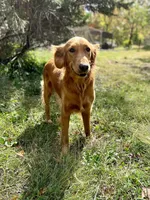 AKC Gemma, a female Golden Retriever for sale in Portland, TN – Photo 7 of 7