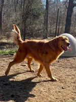 AKC Gemma, a female Golden Retriever for sale in Portland, TN – Photo 4 of 7