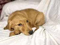 AKC Gemma, a female Golden Retriever for sale in Portland, TN – Photo 3 of 7