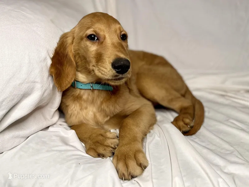 AKC Gemma, a female Golden Retriever for sale in Portland, TN – Photo 1 of 7