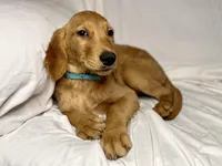 AKC Gemma, a female Golden Retriever for sale in Portland, TN – Photo 1 of 7