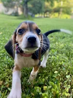 Reba AKC, a female Beagle for sale in Portland, TN – 3 of 10