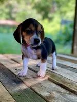 Reba AKC, a female Beagle for sale in Portland, TN – 8 of 10