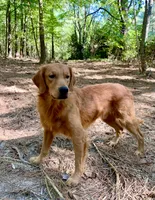 Chester AKC, a male Golden Retriever for sale in Portland, TN – 6 of 7