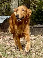 Red Christmas pups AKC, a male Golden Retriever for sale in Portland, TN – Photo 8 of 10