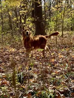 Red Christmas pups AKC, a male Golden Retriever for sale in Portland, TN – Photo 7 of 10