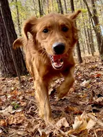 Red Christmas pups AKC, a male Golden Retriever for sale in Portland, TN – Photo 6 of 10