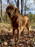 Red Christmas pups AKC, a male Golden Retriever for sale in Portland, TN – Photo 10 of 10