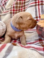 Red Christmas pups AKC, a male Golden Retriever for sale in Portland, TN – Photo 2 of 10