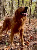 Red Christmas pups AKC, a male Golden Retriever for sale in Portland, TN – Photo 5 of 10