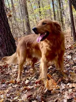 Red Christmas pups AKC, a male Golden Retriever for sale in Portland, TN – Photo 3 of 10