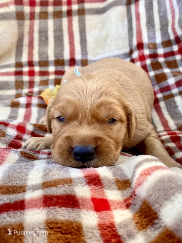 Red Christmas pups AKC, a male Golden Retriever for sale in Portland, TN – Photo 1 of 10