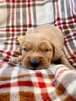 Red Christmas pups AKC, a male Golden Retriever for sale in Portland, TN – Photo 1 of 10