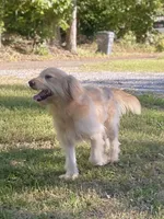 Colby, a male Goldendoodle for sale in Portland, TN – 3 of 10
