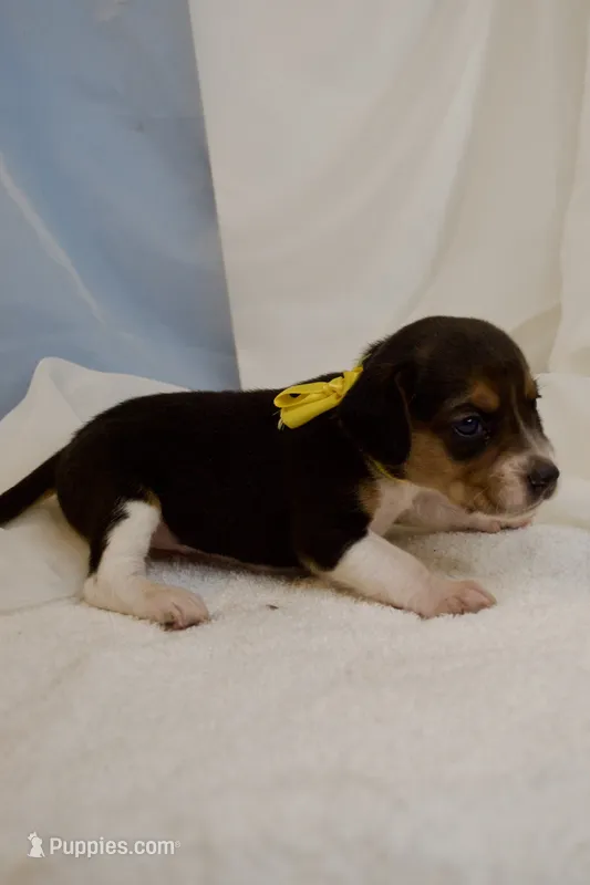 Dolly AKC – Beagle puppy for sale in Portland, TN