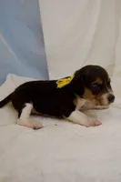 Dolly AKC, a female Beagle for sale in Portland, TN – 1 of 5