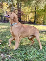 Oscar AKC, a male Golden Retriever for sale in Portland, TN – Photo 3 of 6