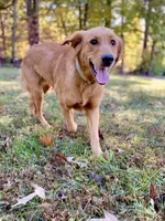 Oscar AKC, a male Golden Retriever for sale in Portland, TN – Photo 4 of 6