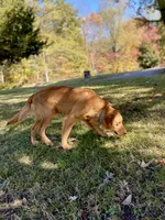 Oscar AKC, a male Golden Retriever for sale in Portland, TN – Photo 5 of 6