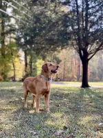 Oscar AKC, a male Golden Retriever for sale in Portland, TN – Photo 1 of 6