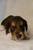 Cash AKC, a male Beagle for sale in Portland, TN – 1 of 5