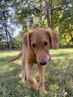 Nestle AKC, a male Golden Retriever for sale in Portland, TN – Photo 8 of 10