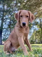 Nestle AKC, a male Golden Retriever for sale in Portland, TN – Photo 6 of 10
