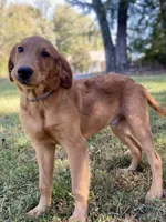 Nestle AKC, a male Golden Retriever for sale in Portland, TN – Photo 9 of 10