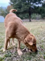 Nestle AKC, a male Golden Retriever for sale in Portland, TN – Photo 4 of 10