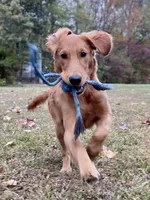 Nestle AKC, a male Golden Retriever for sale in Portland, TN – Photo 1 of 10