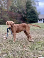 Nestle AKC, a male Golden Retriever for sale in Portland, TN – Photo 5 of 10