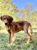 Nestle AKC, a male Golden Retriever for sale in Portland, TN – Photo 7 of 10