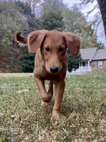 Nestle AKC, a male Golden Retriever for sale in Portland, TN – Photo 2 of 10