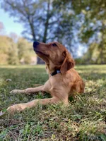 Nestle AKC, a male Golden Retriever for sale in Portland, TN – Photo 3 of 10