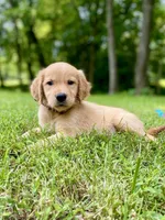 AKC Bingley, a male Golden Retriever for sale in Portland, TN – Photo 8 of 10