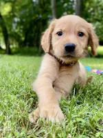 AKC Bingley, a male Golden Retriever for sale in Portland, TN – Photo 1 of 10
