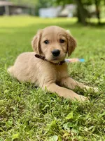 AKC Bingley, a male Golden Retriever for sale in Portland, TN – Photo 4 of 10